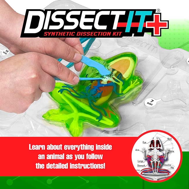 Dissect IT Super Frog Lab