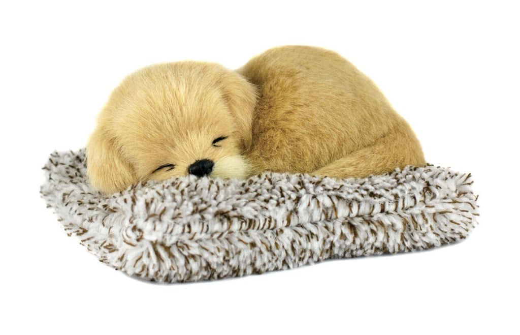 Mini Golden Retriever Pp